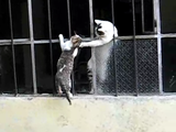 「さあ！早くこっちにおいで！」 保護されていた子猫を母ネコが助けにきた