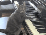 ピアノを弾くネコのノラちゃんと、それを全力で引き立てるためだけに演奏するプロの交響楽団
