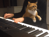 ピアノ演奏を録画する女性 vs ベスポジを探し求める猫
