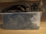 ぽっちゃり猫のまるちゃんが小さなプラスチックの箱に無理やり入ってムニュ～ってなってる