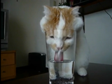 強引にグラスの水を飲むネコ