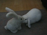 おもちゃのロボットウサギに耳をパタパタされる本物のうさぎ