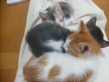 これはビックリ！密集して眠る子猫の中に笑いの神が降臨