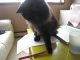 かまって欲しくて赤ペンをぶん投げる猫のしおちゃん
