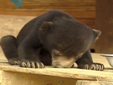 眠すぎて起きていられなかったクマの赤ちゃん