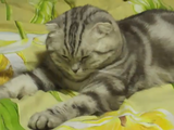 本当に【コテっ】という音が聞こえてきそう！「ネコが眠りに落ちる瞬間」を捉えた映像