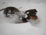 雪に大はしゃぎして頭からダイブして遊ぶチビダックスちゃんを、極上のスローモーション映像でお届け