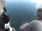 【ほっこり癒され動画】 野良猫と釣り人のとっても良い関係