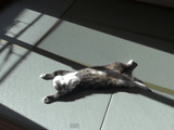 だら～ん。気持ち良さそうに畳の上で日向ぼっこする猫のまるちゃん
