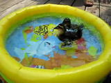 見ているだけで涼しい気分！子供用のプールで嬉しそうに水浴びをするマガモの赤ちゃん
