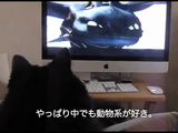 動物系アニメが好きな猫のしおちゃんと、動物系ドキュメンタリーが好きな猫のティーちゃん