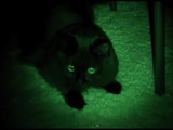 飼い主さんワールド炸裂・第2弾！「伝説の黒おこじょ」という設定で真っ暗な部屋で観察される猫のしおちゃん