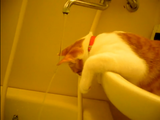 お風呂で遊ぶネコ