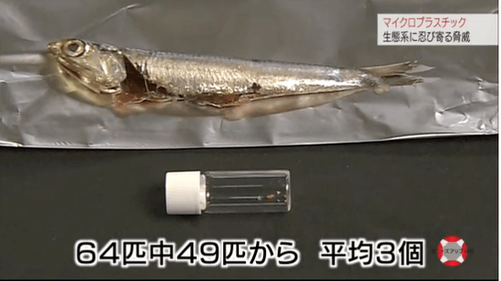 東京湾のイワシ 64匹中 49匹から 平均3個のマイクロプラスチックが検出される