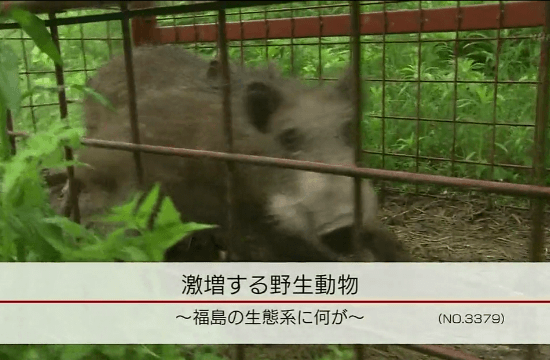 NHK・クローズアップ現代「激増する野生動物 ～福島の生態系に何が～」