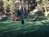 海外のゴルフ場ではグリーンの旗で子グマが楽しそうに遊んでいたりすることもある
