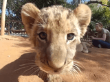 赤ちゃんライオンとイチャイチャした気分になれるGoPro映像