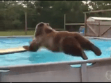 ざっぱ～ん！ プールに飛び込んで遊ぶクマさんがとっても楽しそう