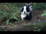 飼い主さんのマウンテンバイクを先導するかのように森の中を疾走するコリー犬の美しい姿を臨場感たっぷりな映像でお届け