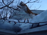 ジャンプに失敗して顔から雪のうえに着地する猫