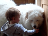 人間の赤ちゃんと犬猫の相性は抜群