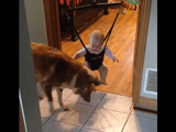 見てろよ坊主、「ジャンプ」ってのはこうやるんだ／ジャンプの仕方を教えてくれる犬に赤ちゃん大喜び