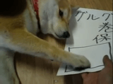 保険を契約させられる犬