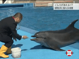 水族館からイルカが消える!?　～国際批判に揺れる現場～／NHK・クローズアップ現代