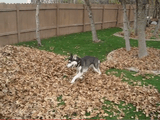 何だコレ超楽しい！枯葉の山に突撃しまくるハスキー犬