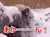 雪ではしゃぎ過ぎたパンダの戦闘力がゼロになる瞬間