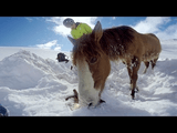 ぐっじょぶ (｡･`ω´･｡)b 案件／雪山で身動きがとれなくなったお馬さんをレスキュー。それをGoProで撮影。