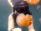 淡水クラゲと一緒に泳げる湖「Jellyfish Lake」でシュノーケリングしたらこんなに幻想的