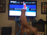「ボール遊び」が大好きなゴールデンレトリバー犬がテレビの「テニス中継」を観るとこうなる
