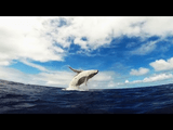 大海原でゆったりと泳ぐクジラの親子を空と海から撮影したGoPro映像