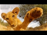 GoProカメラにねこパンチしてくるライオンの赤ちゃん
