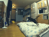 多分、世界で2番目にカッコイイ猫動画／けしからん猫の 「走り幅跳び」 にも敵わない。