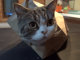 紙袋からムニュ～っと顔を出すのがマイブームな猫のまるちゃん