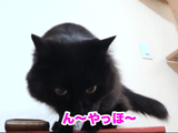 「ん～ やっほ～♪」っていう猫のしおちゃん