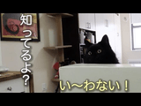 「どこで寝てたの？」って何回聞いても絶対に教えてくれない猫のしおちゃん