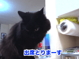 しゃべる猫「しおちゃん」の出欠確認で新語登場／飼い主さんから「しお大将！」と呼べれて「おれだよ！」と応える猫のしおちゃん