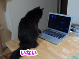 パソコンに向かって何かをしゃべっていた猫のしおちゃんに「何言ってたの？」って聞いたら「いわない」って言われた飼い主さん