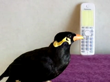 声がリアルすぎる！かかってきた電話に「よそゆきの声」で応対する九官鳥のあべちゃん