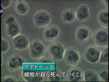 NHK・サイエンスZERO ＜シリーズ細胞の世界＞ 第5回 「見たぞ！生と死 その根源」