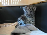 ジャガーの赤ちゃん「疲れたのでこれ以上遊べません。」と、右手で「stop」する仕草が可愛すぎる