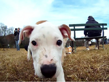 こりゃたまらん！犬の首元にカメラをつけてドッグランで遊んでもらったら、こんな素敵な映像が撮れました