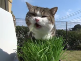 青空の下で食べる猫草は格別だった猫のまるちゃん