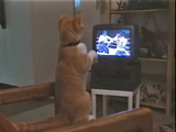 猫パンチ！猫パンチ！ボクシングの試合を見ていると、ついつい手が出ちゃう猫