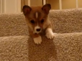 勇気をふりしぼって階段を降りるコーギーの赤ちゃん
