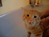 お風呂は絶対に嫌！完璧な発音で「Nooooo!」と叫び続けるネコさん