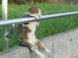 【癒されニャンコ映像】夕暮れの公園で手すりに手をかけてお座りしてウトウトとまどろんでいるいる猫